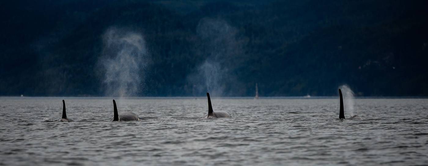 Three killer whales surfacing, their blows visible against a dark sea