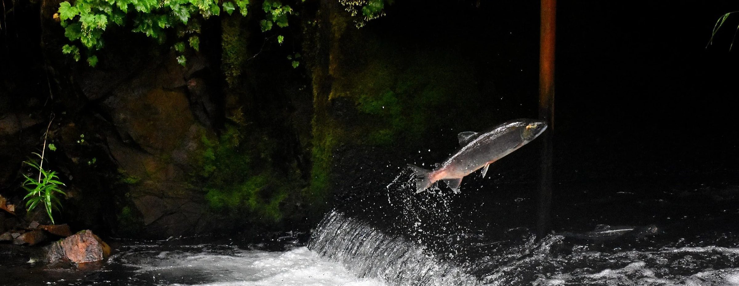 A salmon leaping up a waterfall