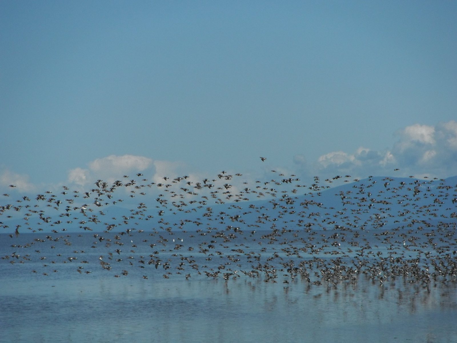 A large flock of shorebirds in flight over the water
